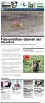 Forsvunnet hund observert ved Harpefoss